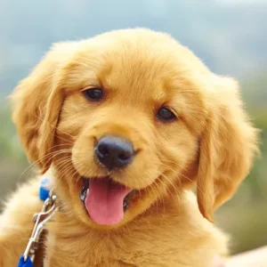 4a4c800d5af56e0cd00edc9a86e06ae345-11-puppies.rsquare.w400