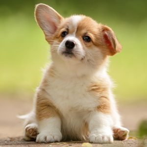 AdobeStock274064877_360x316