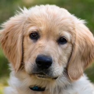 Golden-Retriever-Puppies