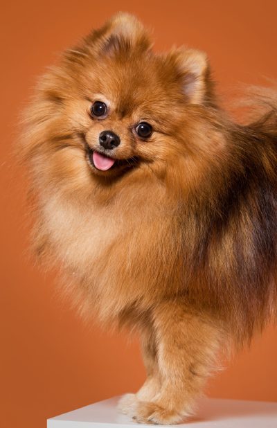 animal-cute-spitz (1) animal-cute-spitz (1)