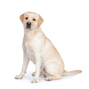 labrador-123